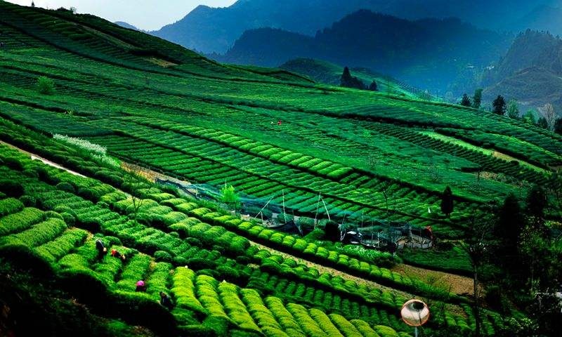 恩施富硒含量(恩施富硒含量多的是什么地方)-硒宝网