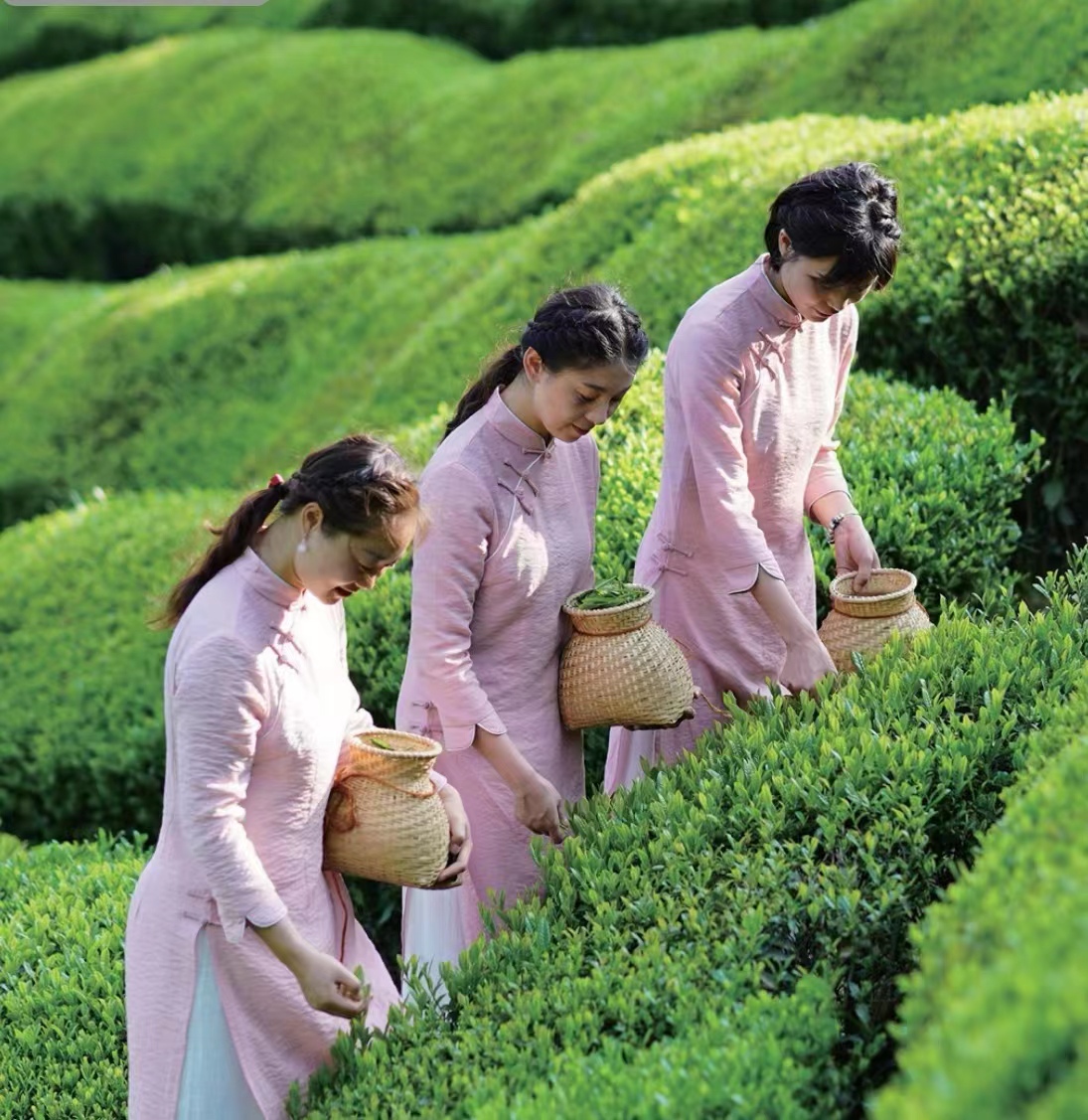 十株茶恩施硒茶（恩施硒茶是绿茶吗）-硒宝网