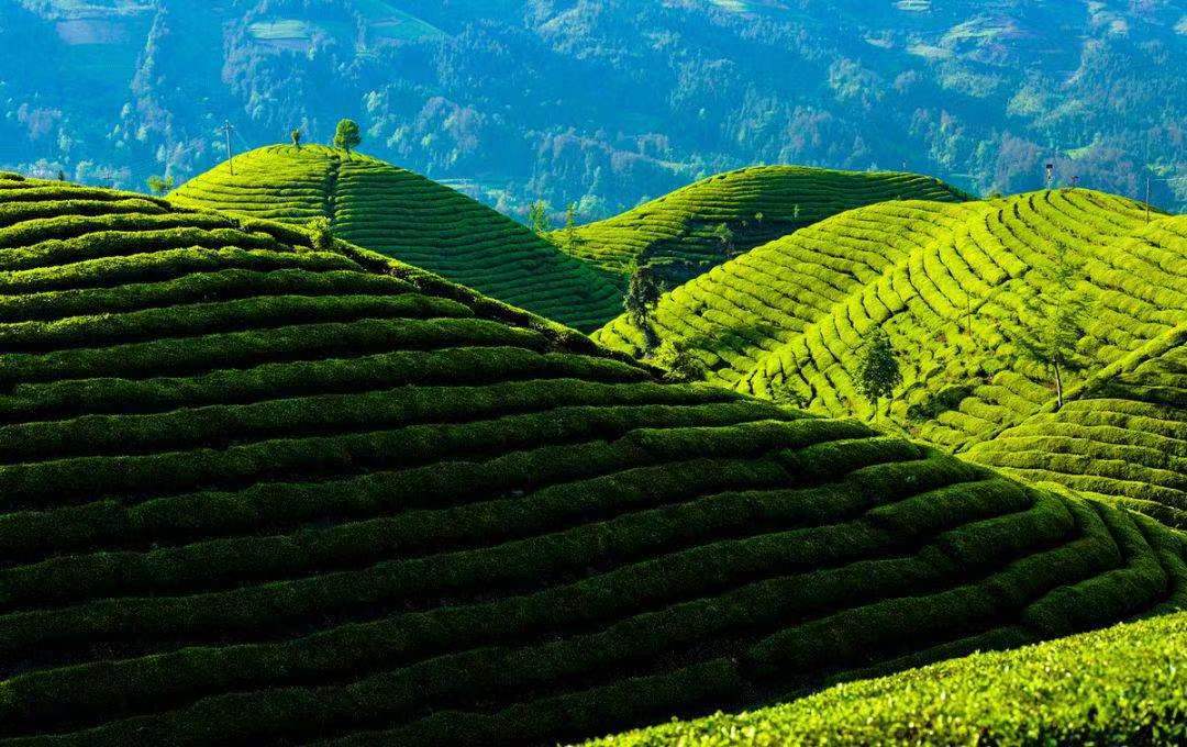 十株茶恩施硒茶（恩施硒茶是绿茶吗）-硒宝网