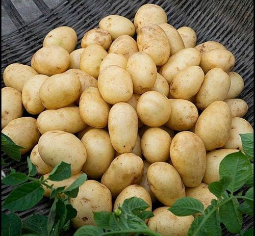富硒土豆价格(富硒土豆产地)-硒宝网