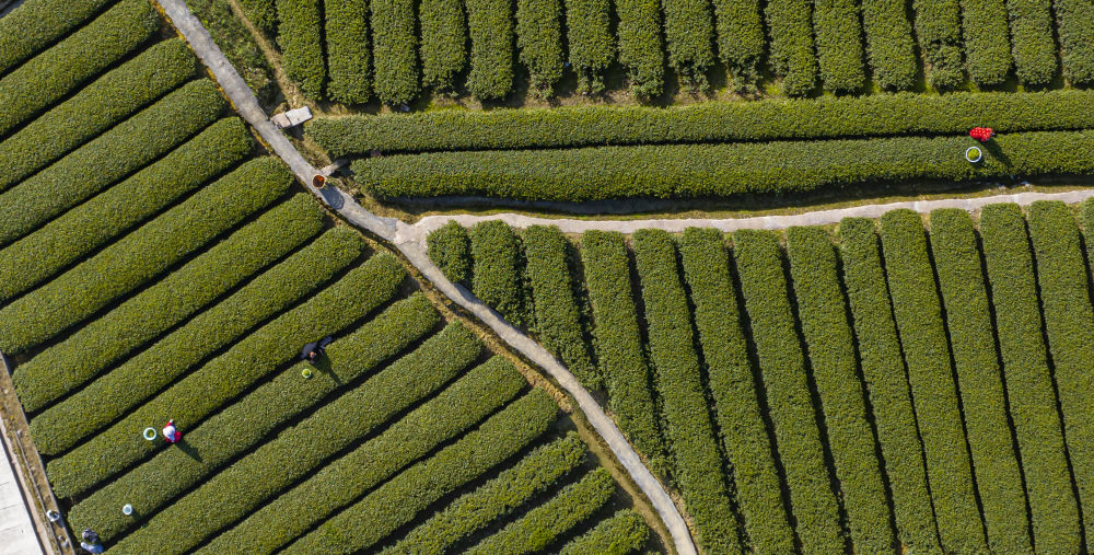 十株茶恩施硒茶(湖北恩施硒茶的功效)-硒宝网