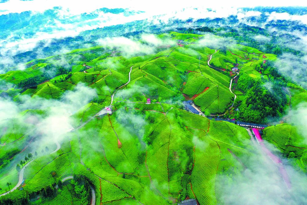 十株茶恩施硒茶(湖北恩施硒茶的功效)-硒宝网