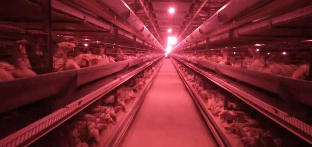 富硒鸡蛋是什么蛋(富硒鸡蛋含硒吗)-硒宝网