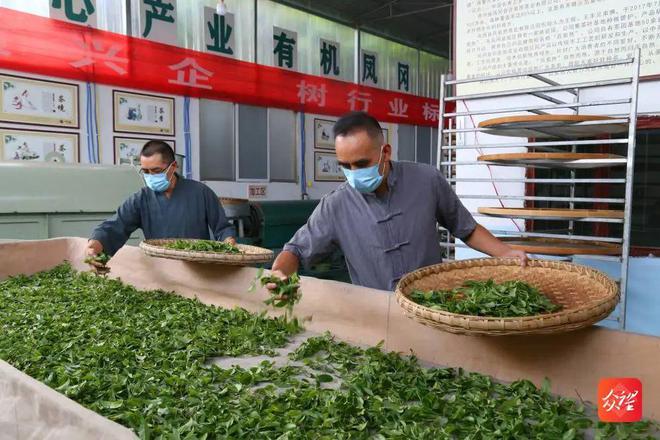 凤冈茶锌硒茶(凤冈锌硒茶条形包装)-硒宝网