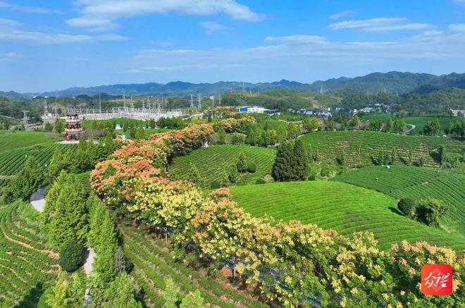 凤冈茶锌硒茶(凤冈锌硒茶条形包装)-硒宝网