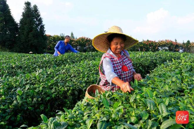 凤冈茶锌硒茶(凤冈锌硒茶条形包装)-硒宝网