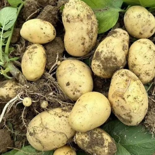 富硒土豆价格（土豆价格富硒多少）-硒宝网