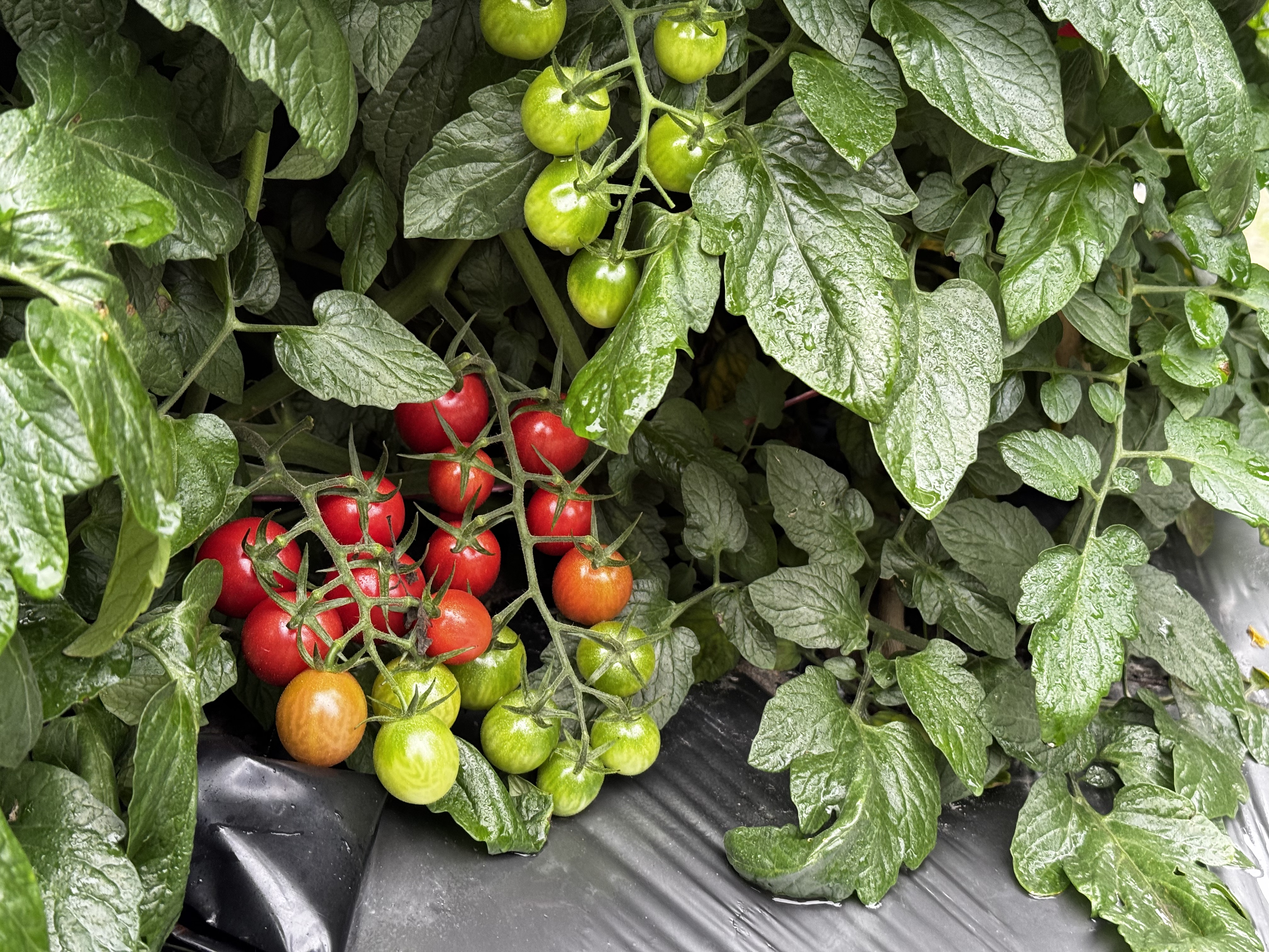富硒果有哪些(果而富硒)-硒宝网