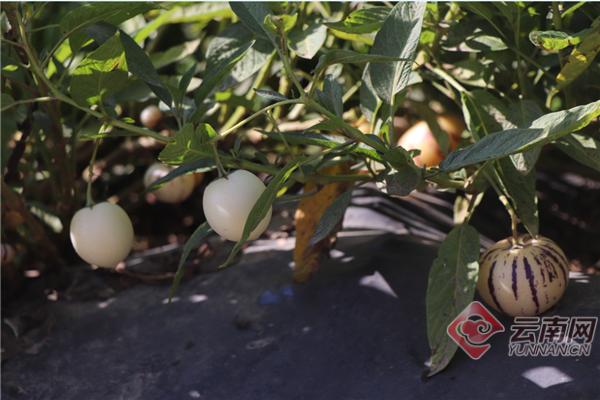 富硒果有哪些（水果富硒）-硒宝网