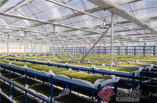 富硒果有哪些（水果富硒）-硒宝网