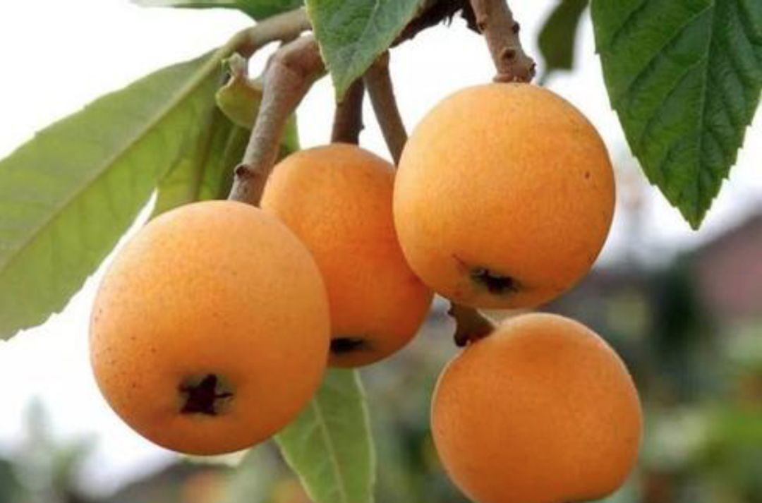 开阳富硒枇杷(枇杷养生)-硒宝网