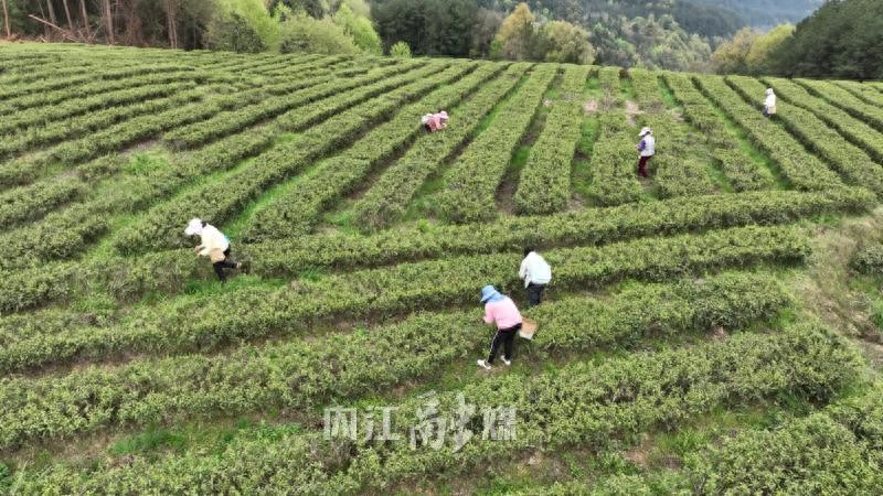 高山富硒茶多少钱一斤(高山富硒红茶)-硒宝网
