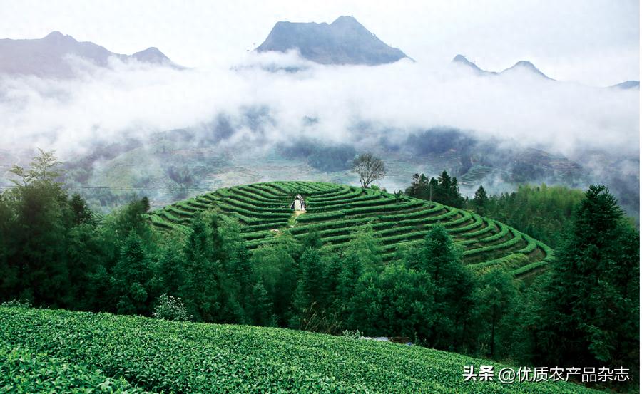 高山富硒茶多少钱一斤（高山富硒茶功效）-硒宝网