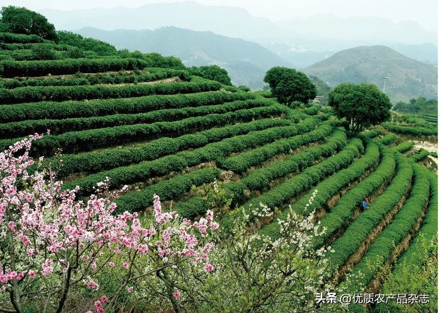高山富硒茶多少钱一斤（高山富硒茶功效）-硒宝网
