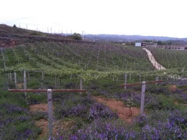 钟陵乡富硒产业园(富硒小镇)-硒宝网