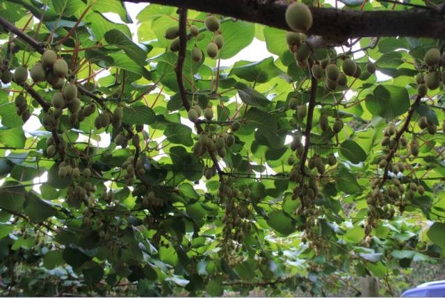 钟陵乡富硒产业园(富硒小镇)-硒宝网