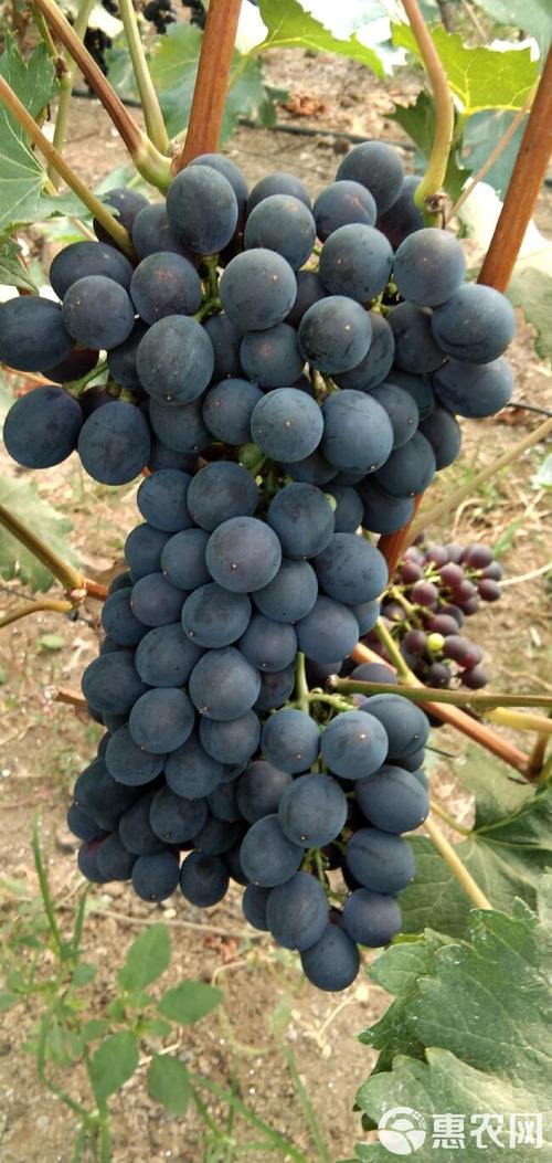 富硒葡萄是什么品种(葡萄品种富硒是哪种)-硒宝网