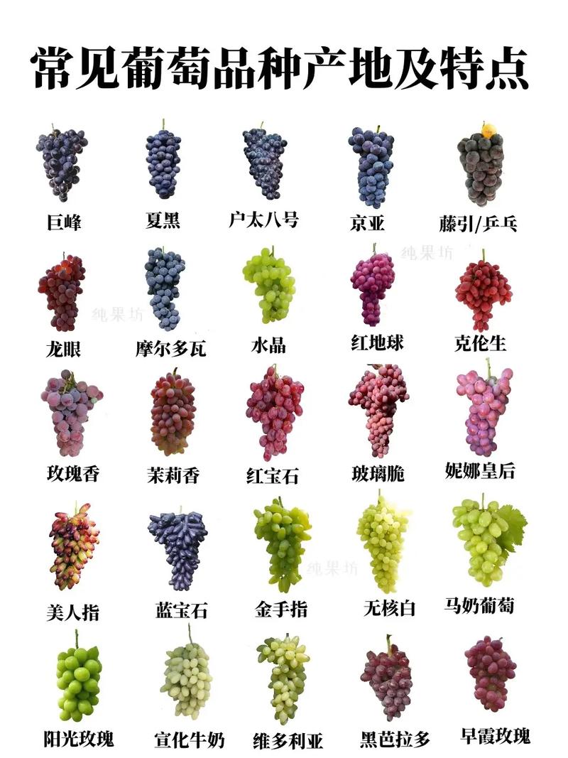 富硒葡萄是什么品种(葡萄品种富硒是哪种)-硒宝网