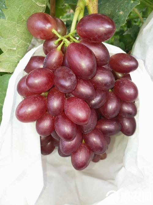 富硒葡萄是什么品种(葡萄品种富硒是哪种)-硒宝网