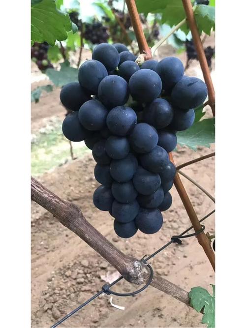 富硒葡萄是什么品种(葡萄品种富硒是哪种)-硒宝网