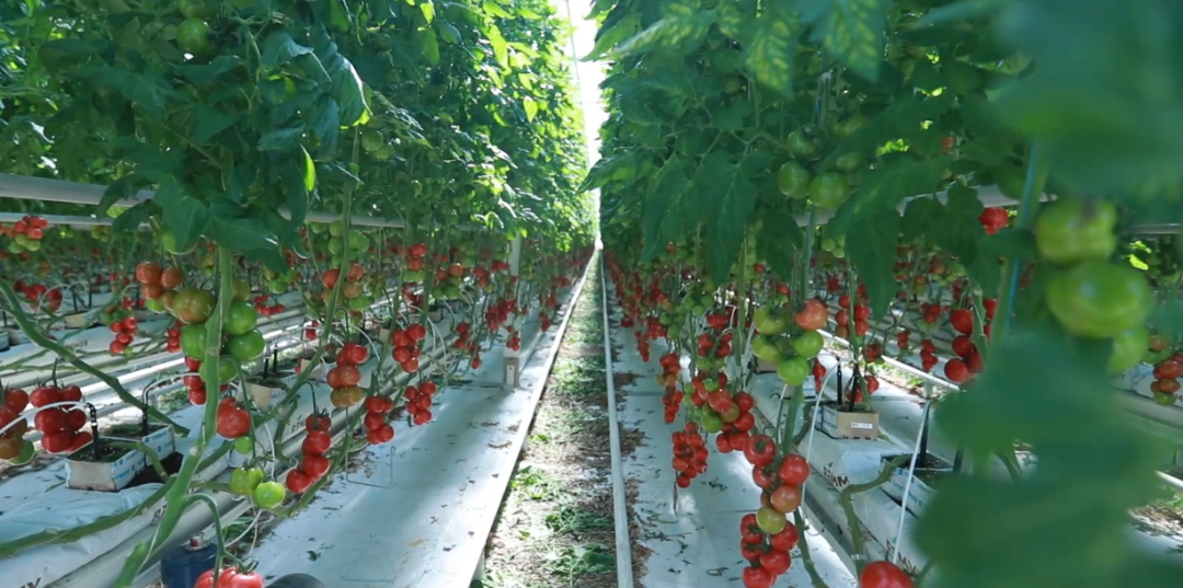 钟陵乡富硒产业园(钟陵富硒最新消息)-硒宝网