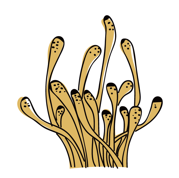 富硒虫草蛋的功效（虫草蛋的营养）-硒宝网