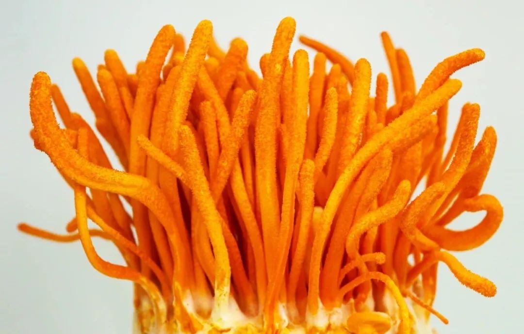 富硒虫草蛋的功效（虫草蛋的营养）-硒宝网