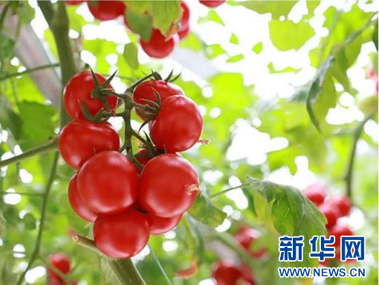 钟陵乡富硒产业园（进贤县钟陵乡富硒小镇）-硒宝网