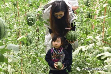 济阳仁风富硒西瓜简介(西瓜仁有什么功效)-硒宝网