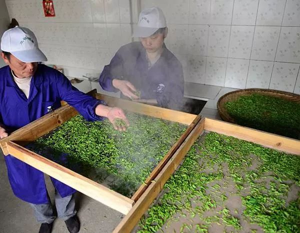 恩施玉露是富硒茶吗(恩施富硒茶玉露属于什么茶)-硒宝网