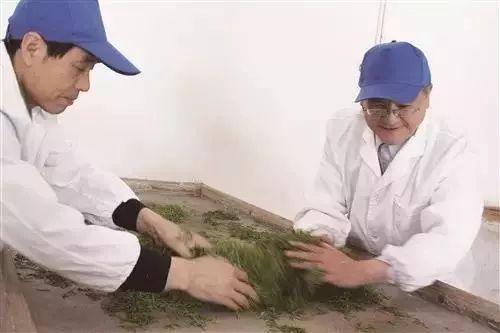 恩施玉露是富硒茶吗(恩施富硒茶玉露属于什么茶)-硒宝网