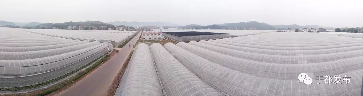 富硒的蔬菜有哪些（富硒蔬菜是什么）-硒宝网