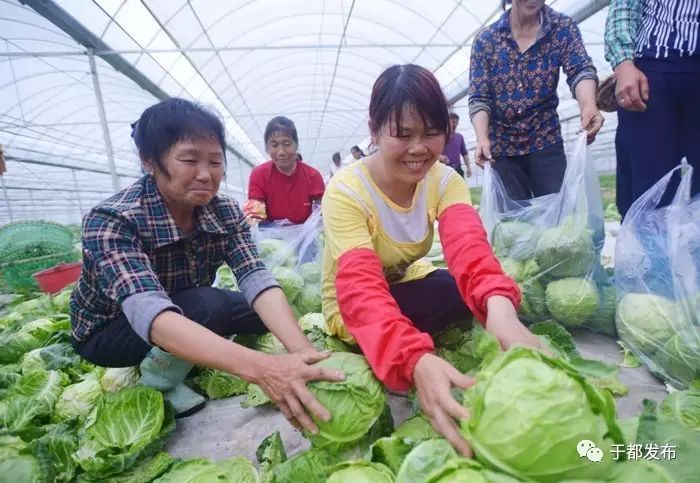 富硒的蔬菜有哪些（富硒蔬菜是什么）-硒宝网