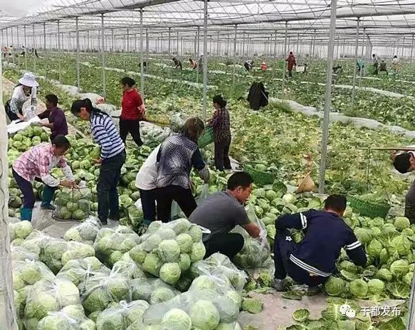 富硒的蔬菜有哪些（富硒蔬菜是什么）-硒宝网