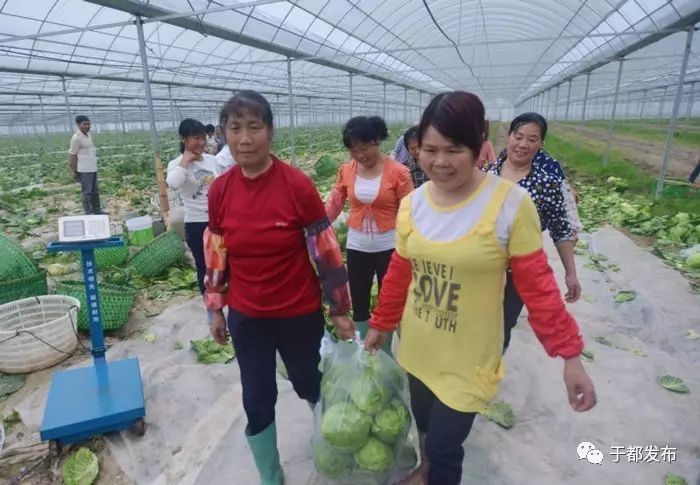 富硒的蔬菜有哪些（富硒蔬菜是什么）-硒宝网