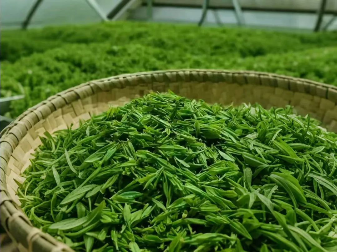 恩施玉露是富硒茶吗（恩施玉露和恩施富硒茶的区别）-硒宝网