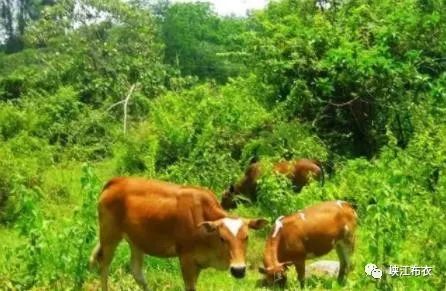 富硒牛肉的好处（吃牛肉有什么营养）-硒宝网