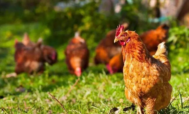 咯咯哒富硒鸡蛋好吗(富硒鸡蛋的坏处)-硒宝网