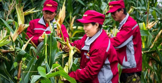 富硒玉米好吗（富硒玉米真有这么神奇吗）-硒宝网