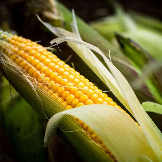 富硒玉米好吗（富硒玉米真有这么神奇吗）-硒宝网
