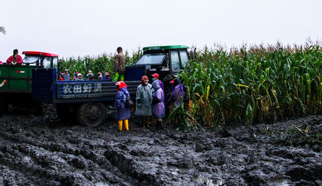 富硒玉米好吗（富硒玉米真有这么神奇吗）-硒宝网