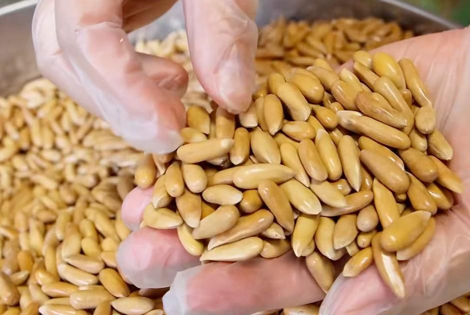 每天吃多少硒(每天吃硒200微克行吗)-硒宝网