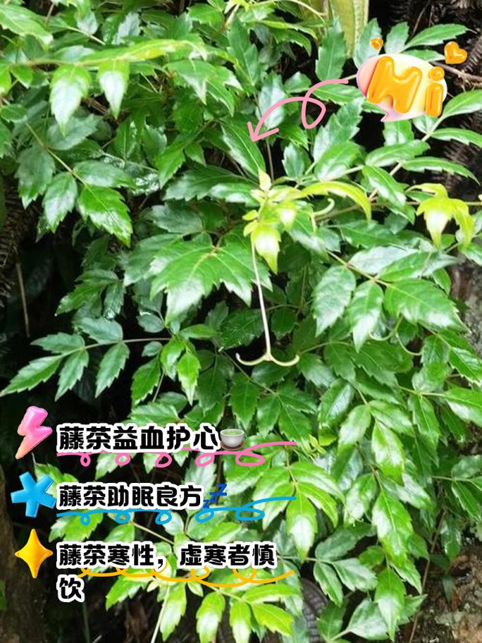 藤茶的作用与功效(藤茶的功效视频)-硒宝网