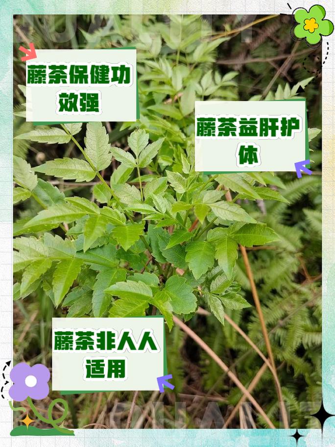 藤茶的作用与功效(藤茶的功效视频)-硒宝网