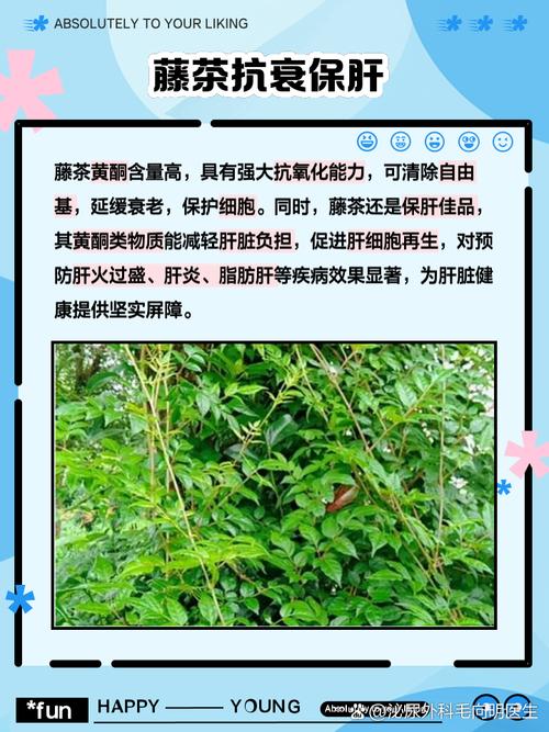 藤茶的作用与功效(藤茶的功效视频)-硒宝网