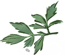 藤茶有什么功效(功效藤茶的功效)-硒宝网