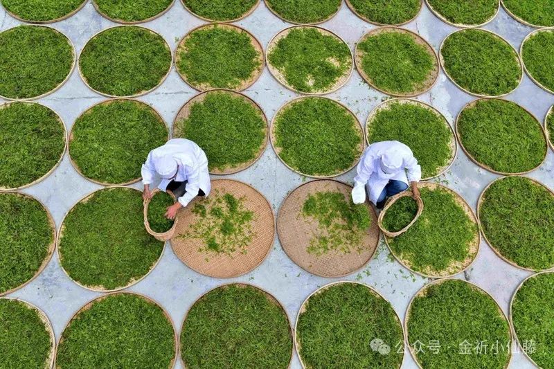 藤茶有什么功效(功效藤茶的功效)-硒宝网