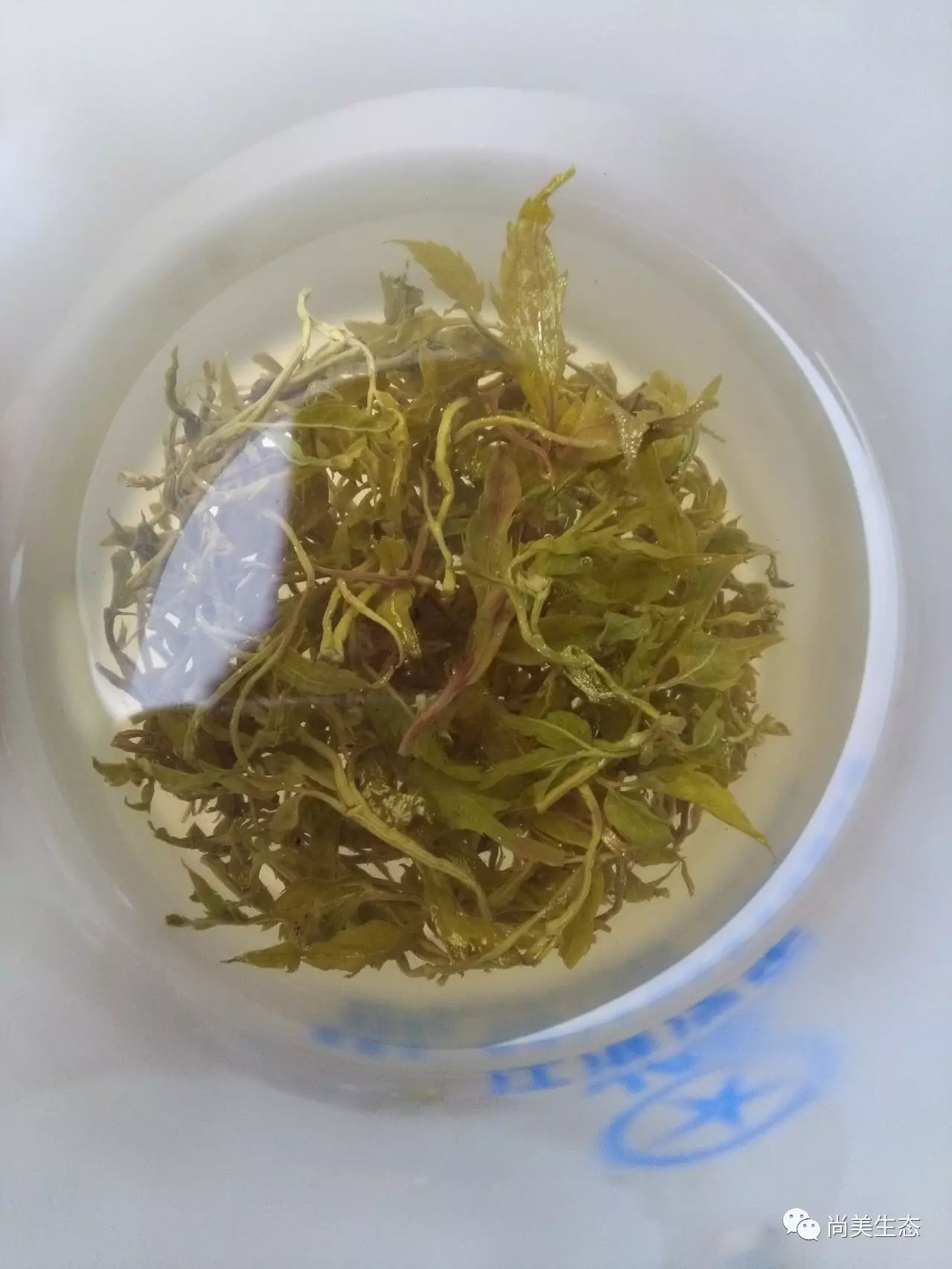 藤茶有什么功效(藤茶的药性)-硒宝网