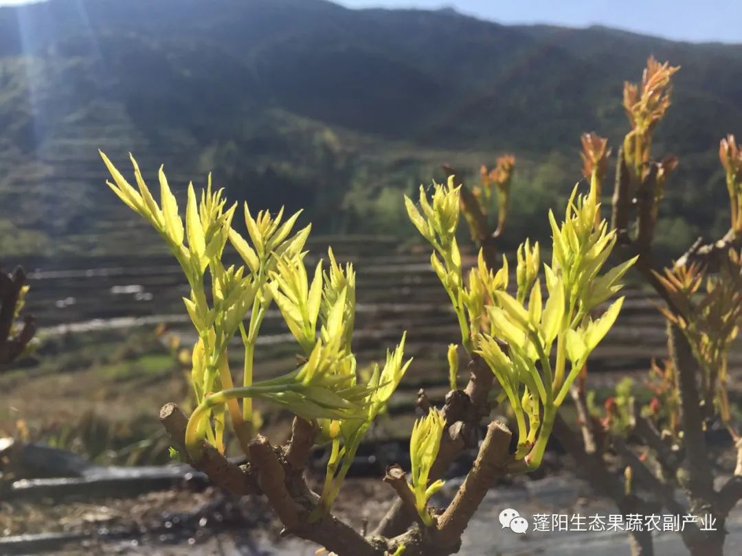 藤茶有什么功效(功效藤茶的功效)-硒宝网