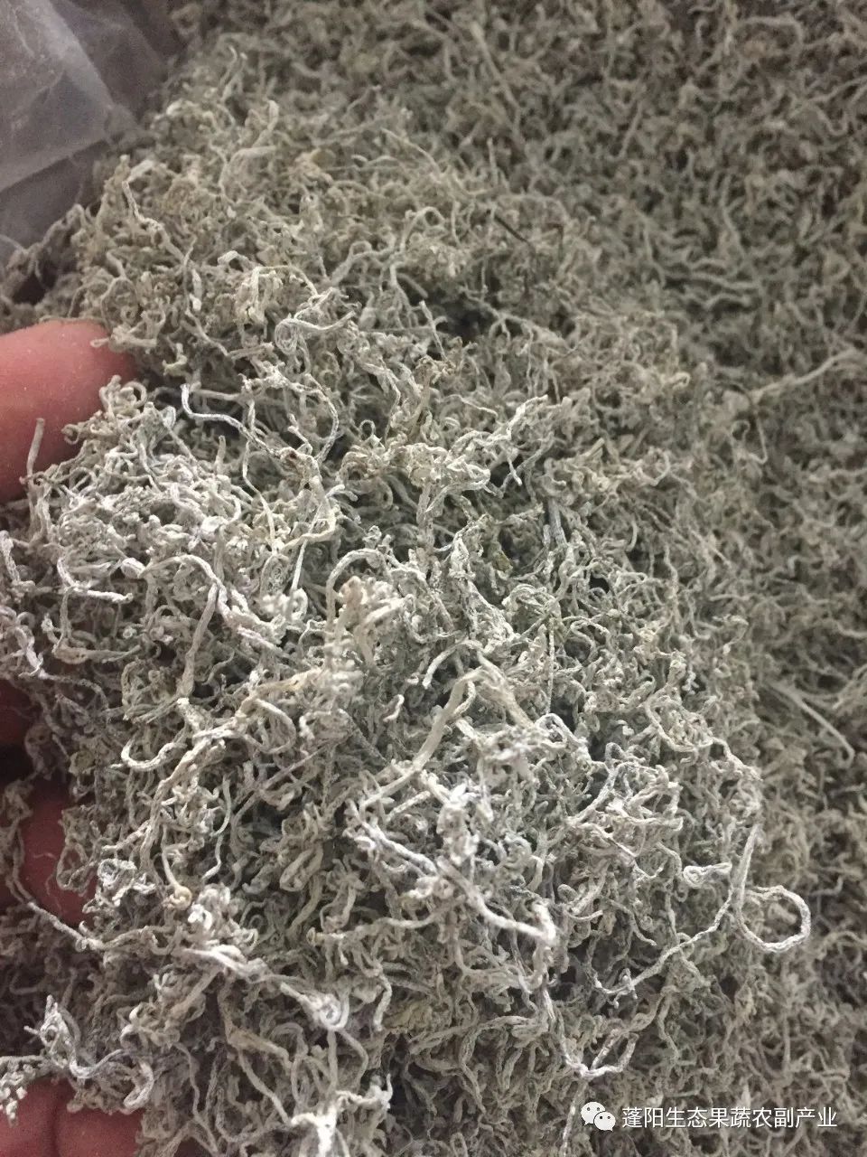 藤茶有什么功效(功效藤茶的功效)-硒宝网